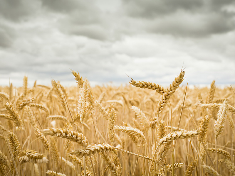 Cultivo en España situación del cereal en Castilla y León