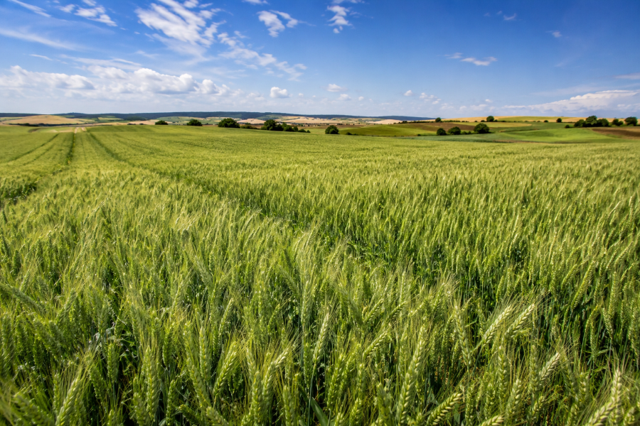 Campo de cereal en espigado durante mayo en Castilla y León