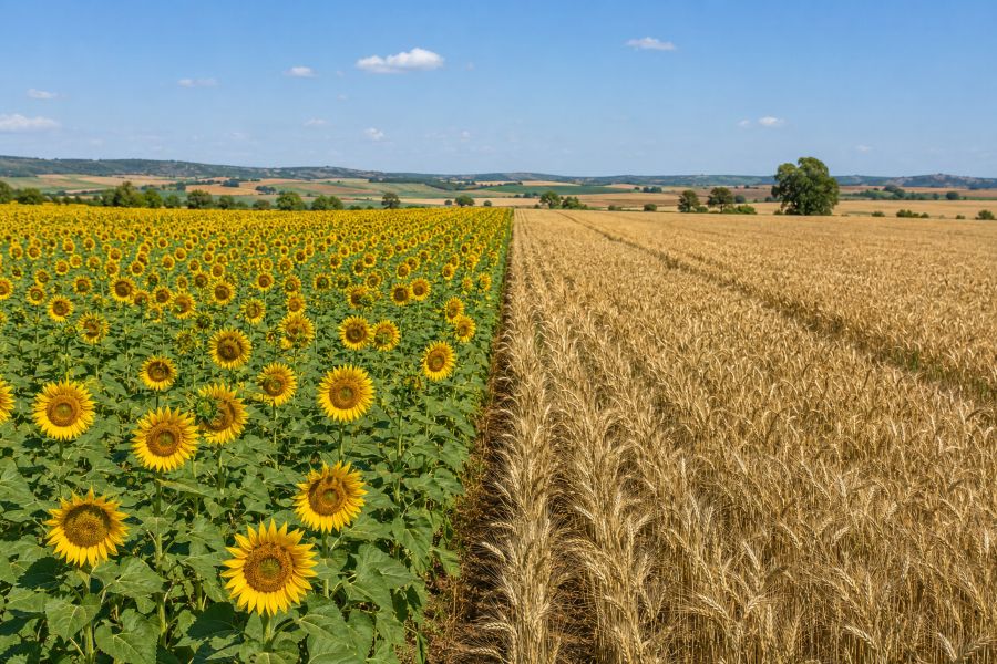 Campo de girasol y cereal en Castilla y León durante la campaña de primavera