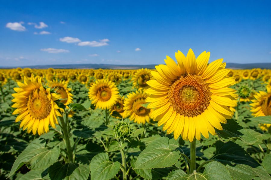 Campo de girasol Peredovick en floración en Castilla y León