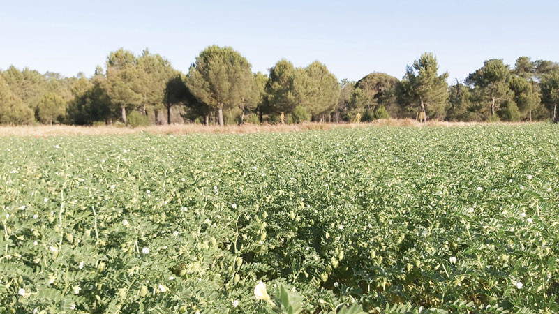 garbanzo kasin columbia b