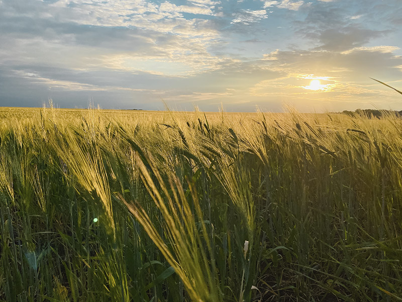 Trigo LG Acorazado Semilla Certificada Columbia