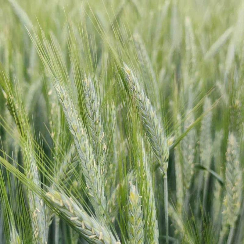 Campo de triticale Elicsir en espigado en Castilla y León