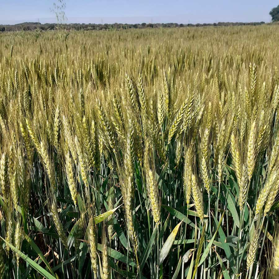 Trigo RGT Montecarlo