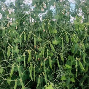 Guisante RGT Astronaute