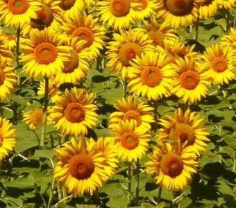 Girasol Peredovick