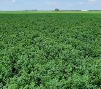 <p><img src="images/iconos/nuevos-20230424/007-forraje.png" alt="011 forraje" width="80" height="80" /><img src="images/iconos/nuevos-20230424/016-resistencia-al-frio.png" alt="002 cebada" width="80" height="80" /><img src="images/iconos/nuevos-20230424/004-secano-fresco.png" alt="004 secano fresco" width="80" height="80" /><img src="images/iconos/nuevos-20230424/005-regadio.png" alt="005 regadio" width="80" height="80" /></p><p><img src="images/calendario-victoria.png" alt="calendario-victoria.png" width="234" height="88" /></p>