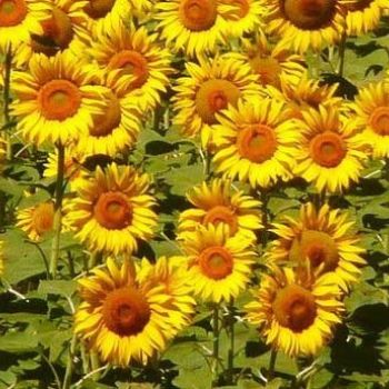 Semillas de girasol de semillas columbia