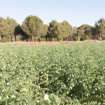 Semillas de garbanzo de semillas columbia