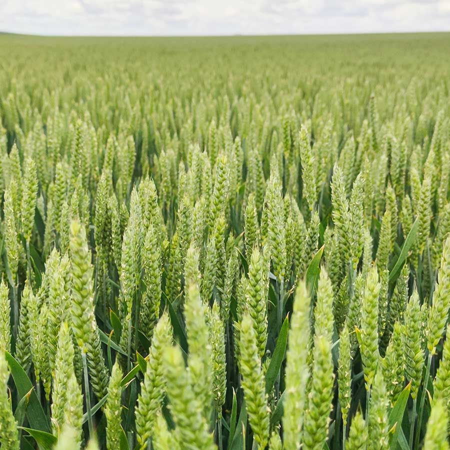 Todoterreno y rústico, hoy hablamos del Trigo Garcia