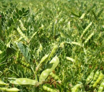 <p><img src="images/iconos/nuevos-20230424/012-forraje-pienso.png" alt="012 forraje pienso" width="80" height="80" /><img src="images/iconos/nuevos-20230424/016-resistencia-al-frio.png" alt="002 cebada" width="80" height="80" /><img src="images/iconos/nuevos-20230424/019-secano-arido.png" alt="002 cebada" width="80" height="80" /><img src="images/iconos/nuevos-20230424/015-excelente-calidad.png" alt="015 excelente calidad" width="80" height="80" /></p><p><img src="images/buza.png" alt="buza.png" width="423" height="118" /></p>