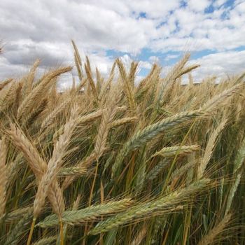 Semillas de triticale de semillas columbia
