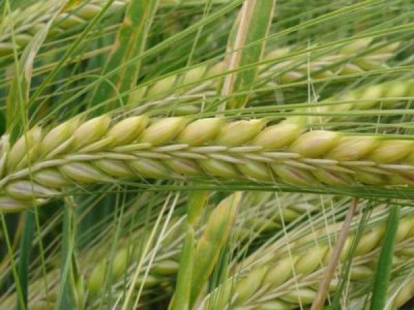 ¿Sabias que la cebada está reconocido como el cereal de más antigüedad en el empleo culinario?