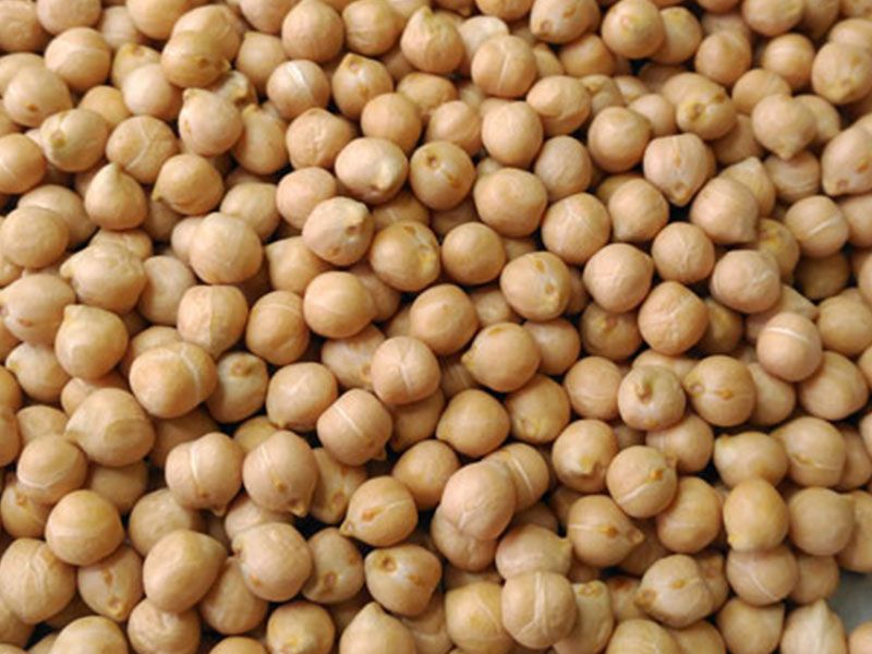 Leguminosa garbanzo Kasin, el nuevo garbanzo andaluz