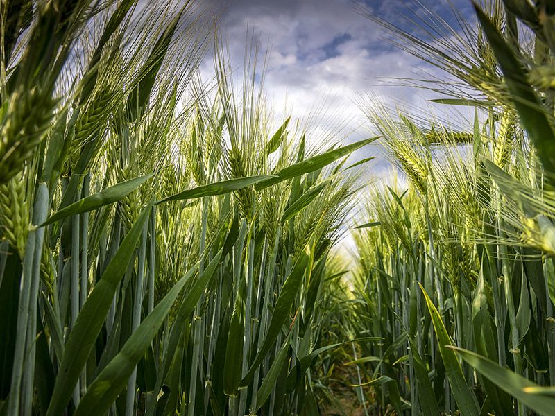 Trigo LG Acorazado · Semillas Columbia