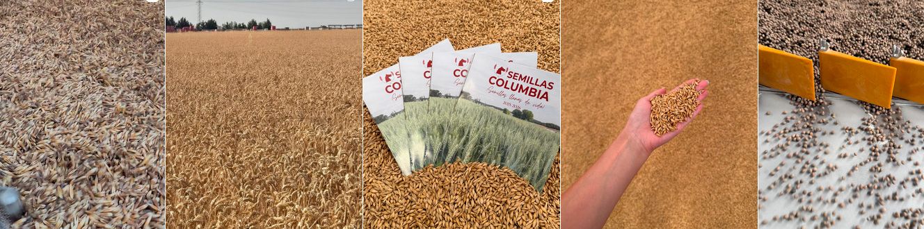 Producción y selección de semillas de cebada: procesos técnicos, control varietal y aplicación agronómica en Semillas Columbia