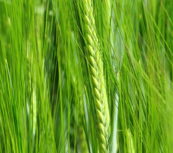 <p><img src="images/iconos/nuevos-20230424/009-pienso.png" alt="002 cebada" width="80" height="80" /><img src="images/iconos/nuevos-20230424/003-secano.png" alt="003 secano" width="80" height="80" /><img src="images/iconos/nuevos-20230424/015-excelente-calidad.png" alt="015 excelente calidad" width="80" height="80" /></p><p><img src="images/KWS_Chrissie.png" alt="KWS_Chrissie.png" width="232" height="88" /></p>