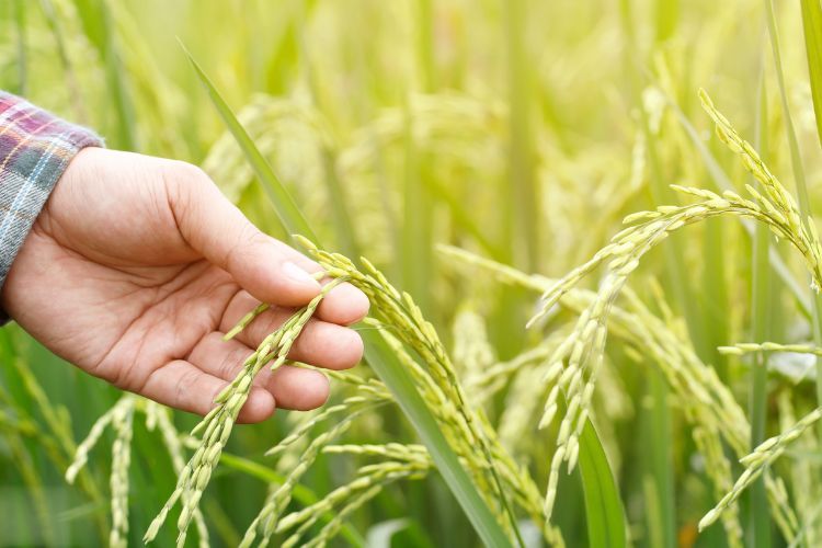 Agricultores | Semillas Columbia