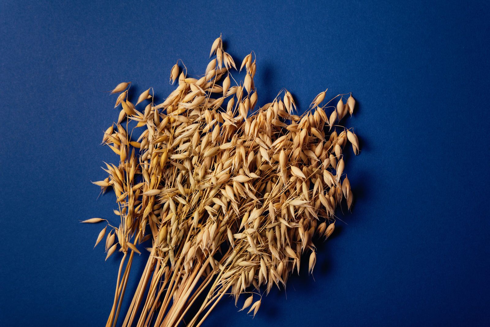 Unos tallos de avena maduros sobre un fondo azul