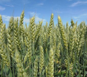 <p><img src="images/iconos/nuevos-20230424/011-espiga-mocha.png" alt="011 espiga mocha" width="80" height="80" /><img src="images/iconos/nuevos-20230424/010-panificable.png" alt="010 panificable" width="80" height="80" /><img src="images/iconos/nuevos-20230424/016-resistencia-al-frio.png" alt="002 cebada" width="80" height="80" /><img src="images/iconos/nuevos-20230424/015-excelente-calidad.png" alt="015 excelente calidad" width="80" height="80" /></p><p><img src="images/calendario-albufera.png" alt="calendario-albufera.png" width="234" height="92" /></p><p>&nbsp;</p>