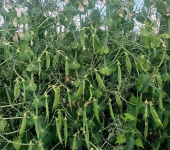 Guisante RGT Astronaute