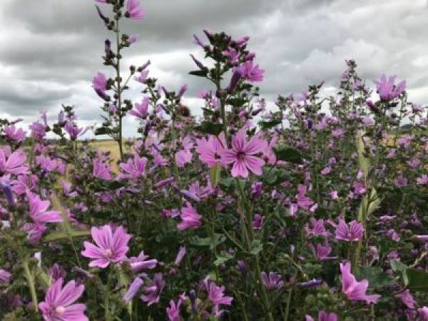 ¡Hoy es el día mundial del medio ambiente!