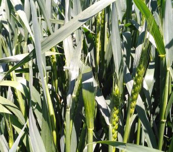 <p><img src="images/iconos/nuevos-20230424/006-espiga-aristada.png" alt="006 espiga aristada" width="80" height="80" /><img src="images/iconos/nuevos-20230424/003-secano.png" alt="003 secano" width="80" height="80" /><img src="images/iconos/nuevos-20230424/010-panificable.png" alt="011 forraje" width="80" height="80" /><img src="images/iconos/nuevos-20230424/015-excelente-calidad.png" alt="015 excelente calidad" width="80" height="80" /></p><p><img src="images/calendario-basilio.png" alt="calendario-basilio.png" width="234" height="92" /></p>