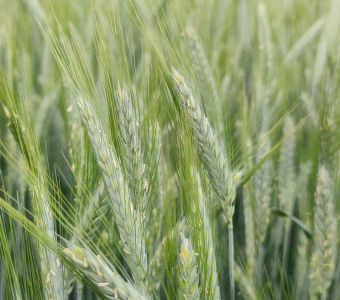 <p><img src="images/iconos/nuevos-20230424/018-elevada-produccion.png" alt="011 forraje" width="80" height="80" /><img src="images/iconos/nuevos-20230424/012-forraje-pienso.png" alt="012 forraje pienso" width="80" height="80" /><img src="images/iconos/nuevos-20230424/016-resistencia-al-frio.png" alt="002 cebada" width="80" height="80" /><img src="images/iconos/nuevos-20230424/015-excelente-calidad.png" alt="015 excelente calidad" width="80" height="80" /><img src="images/iconos/nuevos-20230424/019-secano-arido.png" alt="019 secano arido" width="80" height="80" /></p><p><img src="images/mateo_montecarlo_elicsirr.png" alt="mateo_montecarlo_elicsirr.png" width="186" height="90" /></p>