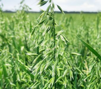 <p><img src="images/iconos/nuevos-20230424/016-resistencia-al-frio.png" alt="002 cebada" width="80" height="80" /><img src="images/iconos/nuevos-20230424/018-elevada-produccion.png" alt="011 forraje" width="80" height="80" /><img src="images/iconos/nuevos-20230424/014-apto-alimentacion.png" alt="014 apto alimentacion" width="80" height="80" /><img src="images/iconos/nuevos-20230424/012-forraje-pienso.png" alt="012 forraje pienso" width="80" height="80" /></p><p><img src="images/calendario-albatros.png" alt="calendario-albatros.png" width="338" height="125" /></p>