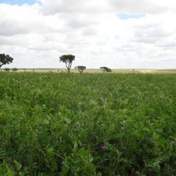 Semillas de velza de Semillas Columbia