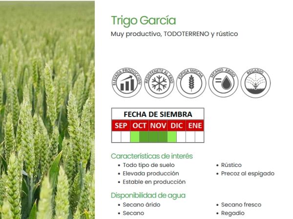 ¿Qué significan los iconos en nuestras semillas? Primera parte, descifrando los iconos del Trigo Garcia