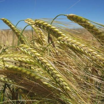 Semillas de cebada de Semillas Columbia
