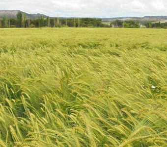 <p><img src="images/iconos/nuevos-20230424/016-resistencia-al-frio.png" alt="002 cebada" width="80" height="80" /><img src="images/iconos/nuevos-20230424/009-pienso.png" alt="002 cebada" width="80" height="80" /><img src="images/iconos/nuevos-20230424/015-excelente-calidad.png" alt="015 excelente calidad" width="80" height="80" /><img src="images/iconos/nuevos-20230424/003-secano.png" alt="003 secano" width="80" height="80" /></p><p><img src="images/encarna.png" alt="encarna.png" width="234" height="89" /></p>