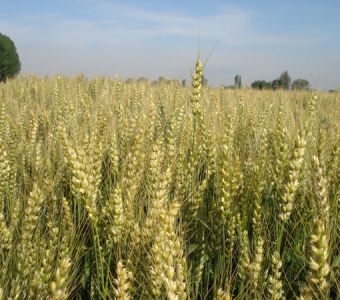 <p><img src="images/iconos/nuevos-20230424/010-panificable.png" alt="010 panificable" width="80" height="80" /><img src="images/iconos/nuevos-20230424/006-espiga-aristada.png" alt="006 espiga aristada" width="80" height="80" /><img src="images/iconos/nuevos-20230424/004-secano-fresco.png" alt="004 secano fresco" width="80" height="80" /><img src="images/iconos/nuevos-20230424/005-regadio.png" alt="005 regadio" width="80" height="80" /></p><p><img src="images/calendario-acorazado.png" alt="calendario-acorazado.png" width="233" height="89" /></p>