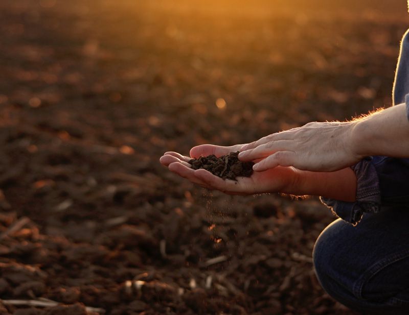 Nitrógeno (N), Fósforo (P) y Potasio (K), sinergias NPK Son los principales elementos para abastecer...