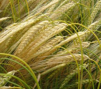 <p><img src="images/iconos/nuevos-20230424/009-pienso.png" alt="002 cebada" width="80" height="80" /><img src="images/iconos/nuevos-20230424/003-secano.png" alt="003 secano" width="80" height="80" /><img src="images/iconos/nuevos-20230424/018-elevada-produccion.png" alt="011 forraje" width="80" height="80" /></p><p><img src="images/nure.png" alt="nure.png" width="188" height="89" /></p>