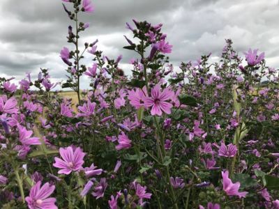 ¡Hoy es el día mundial del medio ambiente!