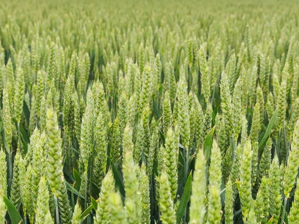 Todoterreno y rústico, hoy hablamos del Trigo Garcia