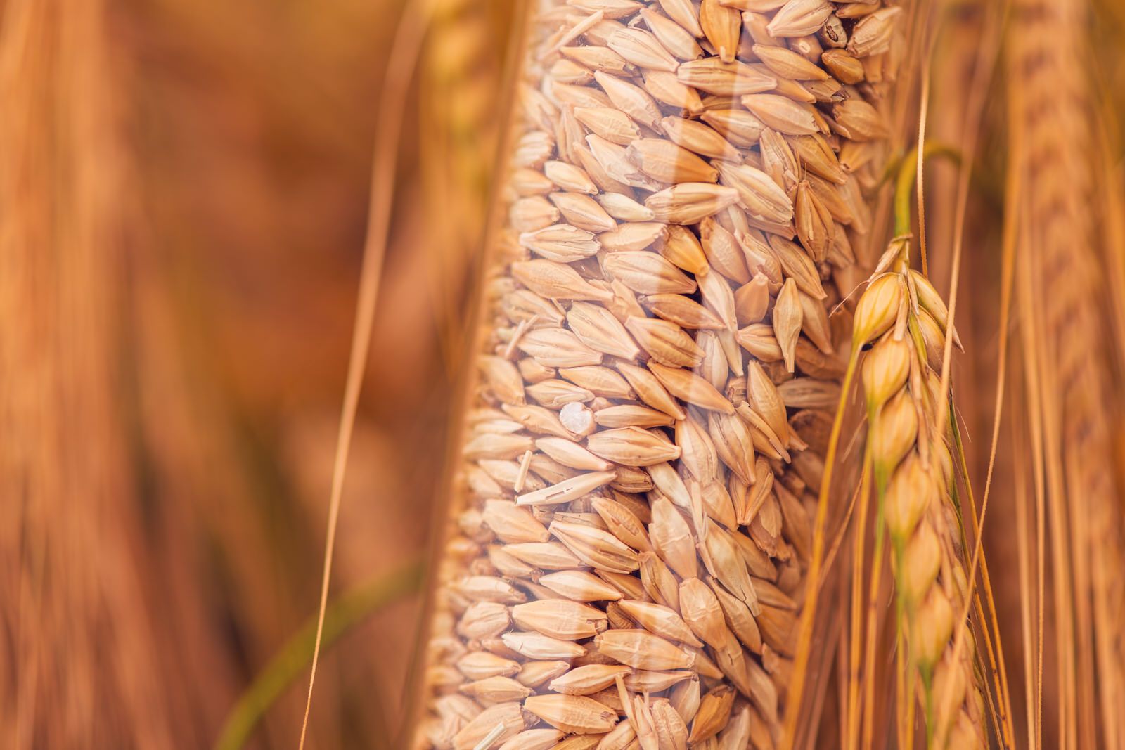 Cebada Saratoga en Semillas Columbia