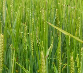 <p><img src="images/iconos/nuevos-20230424/018-elevada-produccion.png" alt="011 forraje" width="80" height="80" /><img src="images/iconos/nuevos-20230424/013-malta-pienso.png" alt="013 malta pienso" width="80" height="80" /></p><p><img src="images/asteroid.png" alt="asteroid.png" width="234" height="89" /></p>