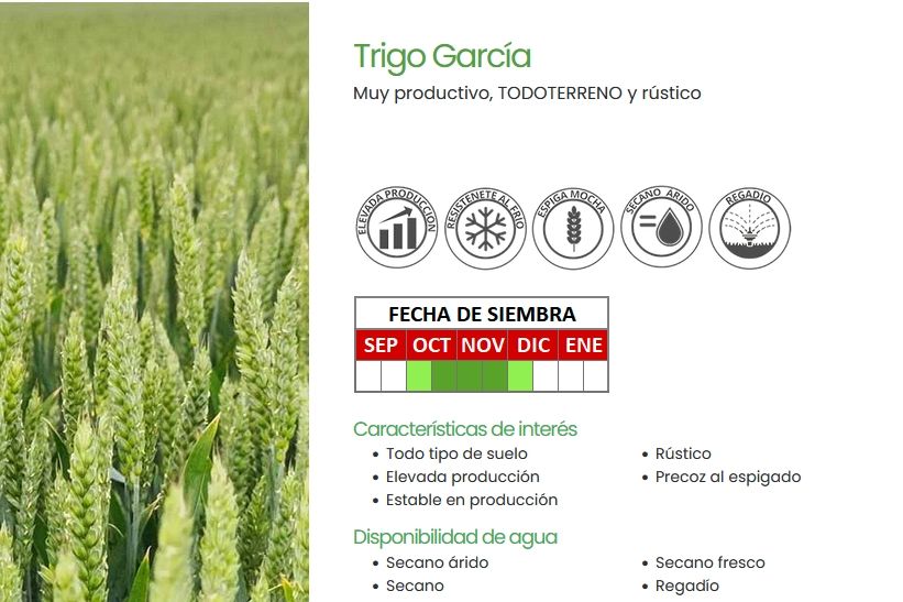 ¿Qué significan los iconos en nuestras semillas? Primera parte, descifrando los iconos del Trigo Garcia