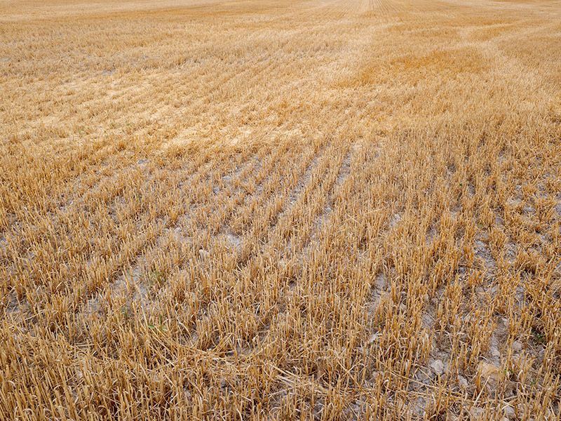 Situación de la cosecha en España y en Castilla y León