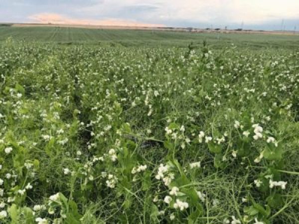 ¿Sabías que puedes conseguir abono gratis?