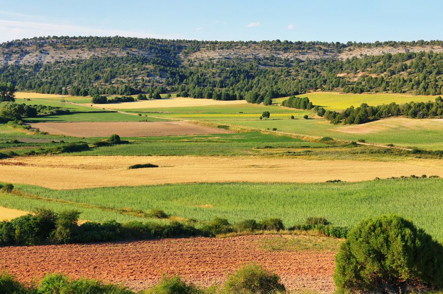 Factores genéticos y agronómicos que determinan el rendimiento del cereal