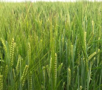 <p><img src="images/iconos/nuevos-20230424/018-elevada-produccion.png" alt="011 forraje" width="80" height="80" /><img src="images/iconos/nuevos-20230424/013-malta-pienso.png" alt="013 malta pienso" width="80" height="80" /><img src="images/iconos/nuevos-20230424/004-secano-fresco.png" alt="004 secano fresco" width="80" height="80" /></p><p><img src="images/planet.png" alt="planet.png" width="236" height="89" /></p>