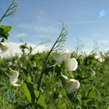 Semillas de guisante de semillas columbia