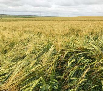 <p><img src="images/iconos/nuevos-20230424/009-pienso.png" alt="002 cebada" width="80" height="80" /><img src="images/iconos/nuevos-20230424/019-secano-arido.png" alt="019 secano arido" width="80" height="80" /></p><p><img src="images/hispanic_kalea.png" alt="hispanic_kalea.png" width="238" height="88" /></p>