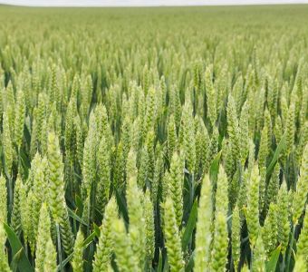 <p>&nbsp;</p><p><img src="images/iconos/nuevos-20230424/018-elevada-produccion.png" alt="018 elevada produccion" width="80" height="80" /><img src="images/iconos/nuevos-20230424/016-resistencia-al-frio.png" alt="016 resistencia al frio" width="80" height="80" /><img src="images/iconos/nuevos-20230424/011-espiga-mocha.png" alt="011 espiga mocha" width="80" height="80" /><img src="images/iconos/nuevos-20230424/019-secano-arido.png" alt="019 secano arido" width="80" height="80" /><img src="images/iconos/nuevos-20230424/005-regadio.png" alt="005 regadio" width="80" height="80" /></p><p><img src="images/calendario-garcia.png" alt="calendario-garcia.png" width="233" height="89" /></p>