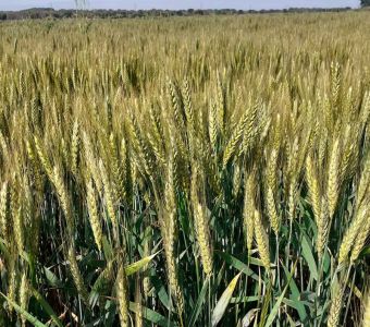 Trigo RGT Montecarlo