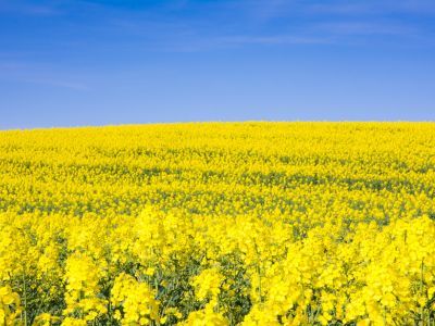 Colza, una alternativa muy interesante y rentable